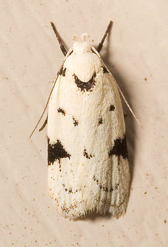 Inga sparsiciliella